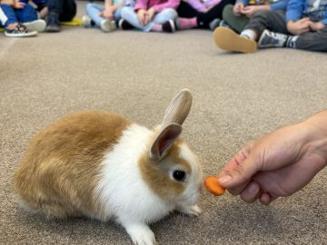 Seznámení se s králíčkem na třídě Ježeček